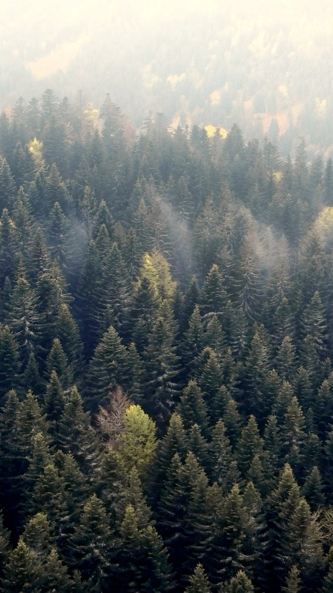 Forêt de sapins et brume sur les crêtes, vue du ciel